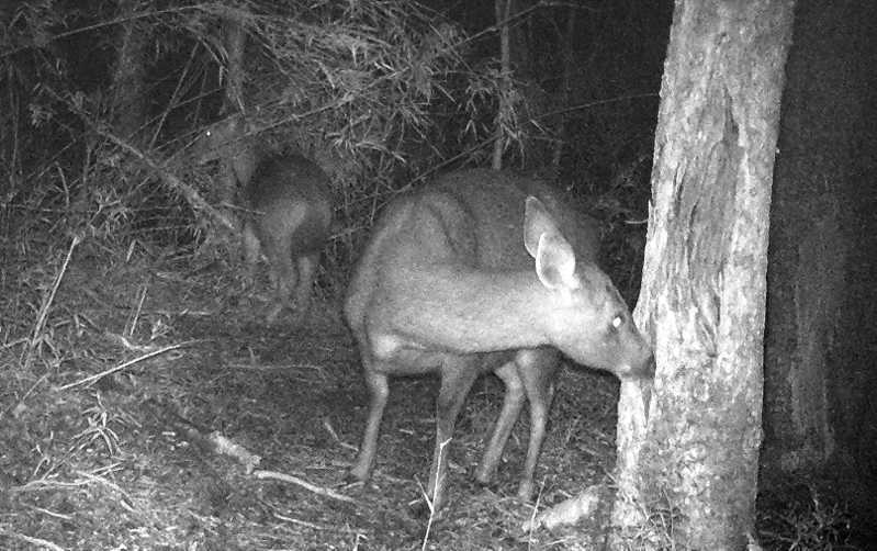 玉山國家公園經調查發現，目前已知公母水鹿都會啃食樹皮。圖／玉管處提供