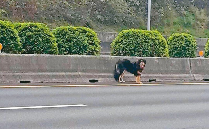 已退休的田領班指出，記得有次接獲通報，有隻獒犬在國道散步，當時大家也不敢貿然圍捕。
圖／田領班提供